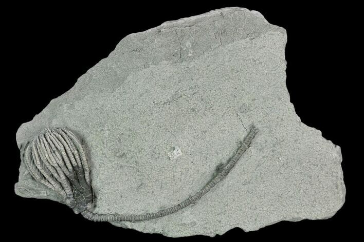 Crinoid (Pachylocrinus) Fossil - Crawfordsville, Indiana #125906